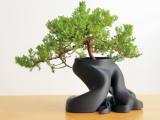 Bonsai Planter (New HD Model with over 1,100,000 Triangles)
