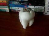 花盆-tooth
